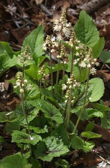 Tiarella 'Brandywine'
