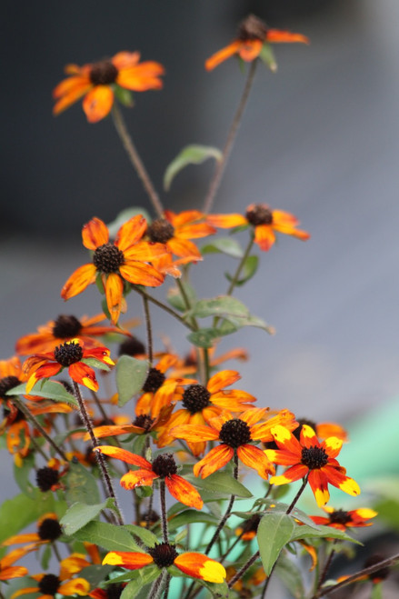 Rudbeckia 'Prairie Glow'