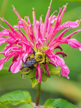 Monarda 'Coral Reef'
