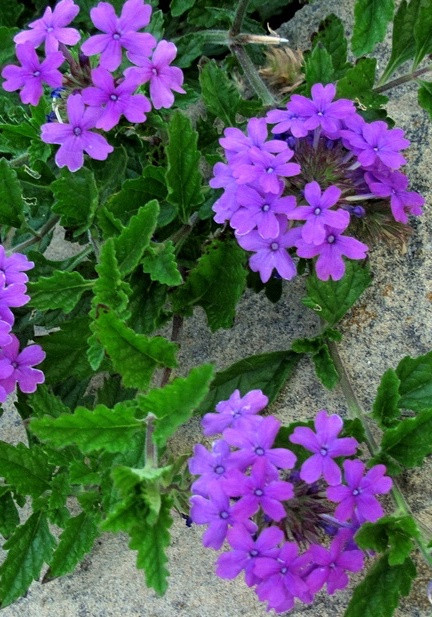 Verbena 'Homestead Purple'