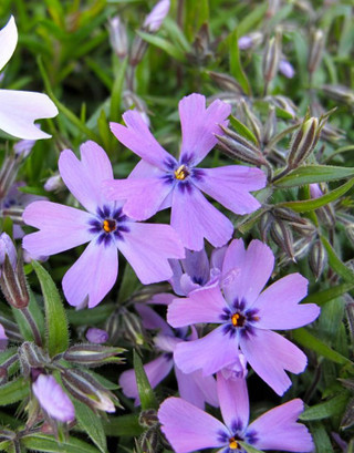 Phlox 'Purple Beauty'