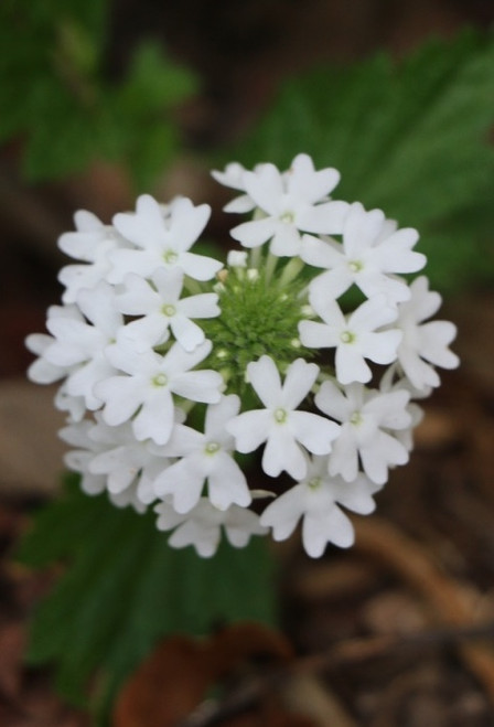 Verbena 'Snowflurry'