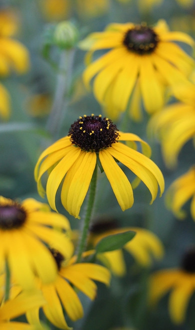 Rudbeckia 'American Gold Rush'