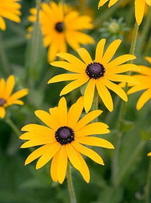 Rudbeckia 'Goldstrum'
