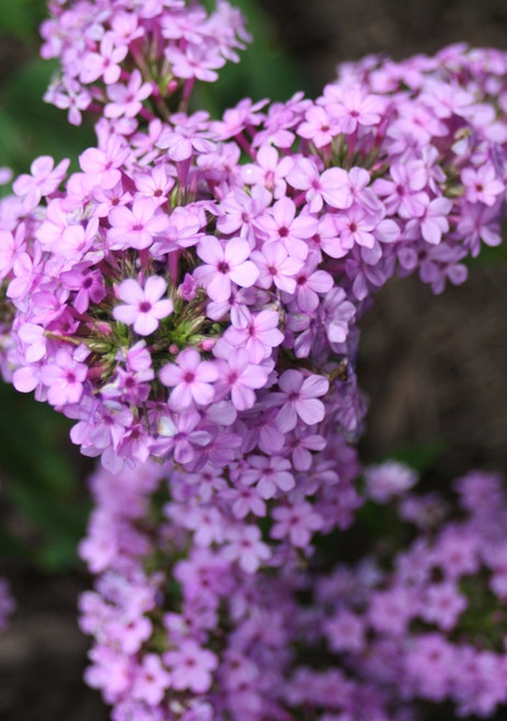 Phlox 'Jeana'