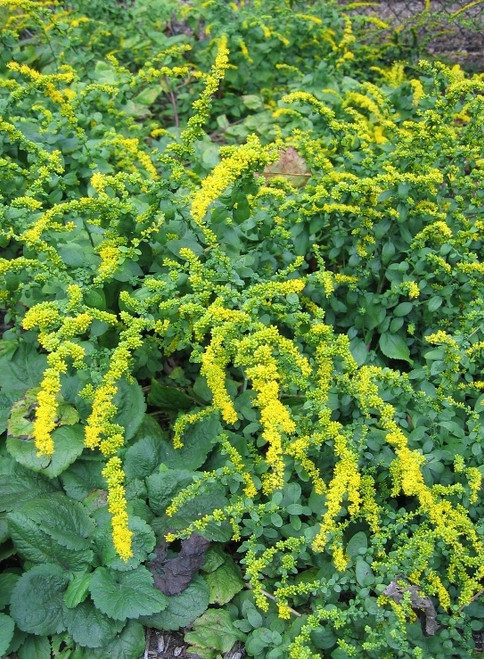 Solidago 'Golden Fleece'