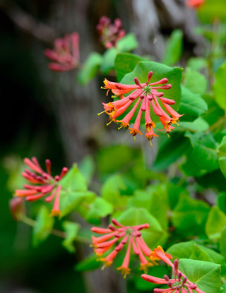 Lonicera 'Magnifica'