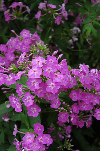 Phlox 'Laura'