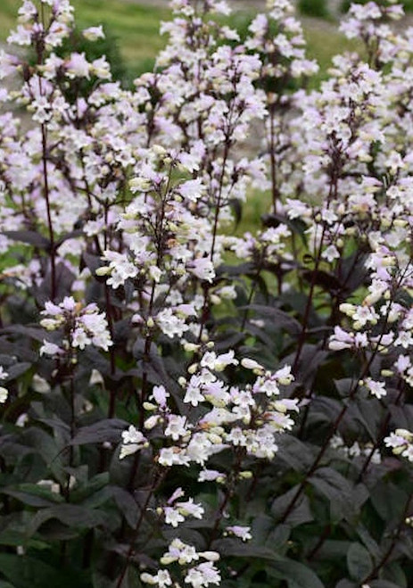 Penstemon 'Onyx and Pearls'