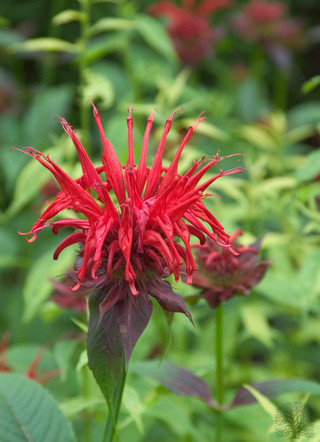 Monarda 'Jacob Kline'