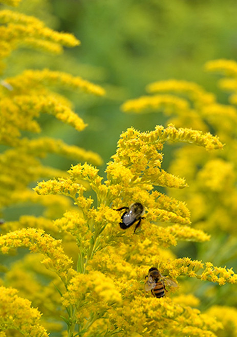 Solidago 'Sweety'