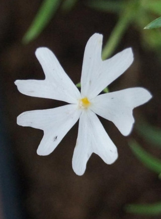 Phlox 'Snowflake'