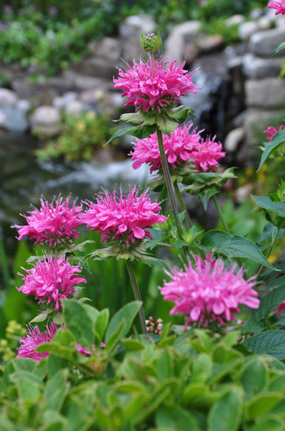 Monarda 'Marshall's Delight'