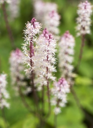 Tiarella wherryi