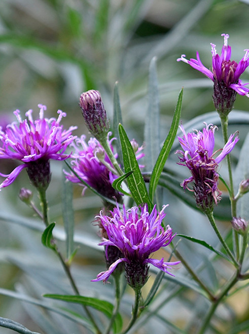 Vernonia 'Southern Cross'