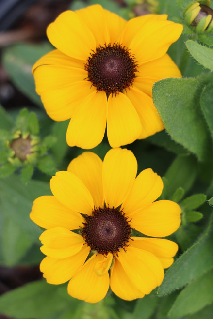 Rudbeckia 'Toto'