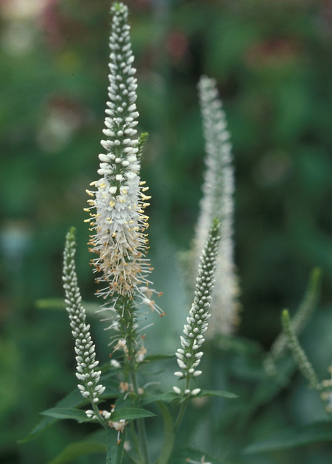 Veronicastrum virginicum