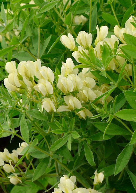 Baptisia bracteata