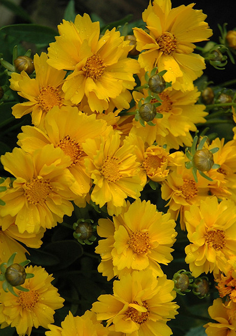 Coreopsis 'Presto'