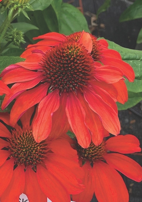Echinacea 'Guatemala Papaya'