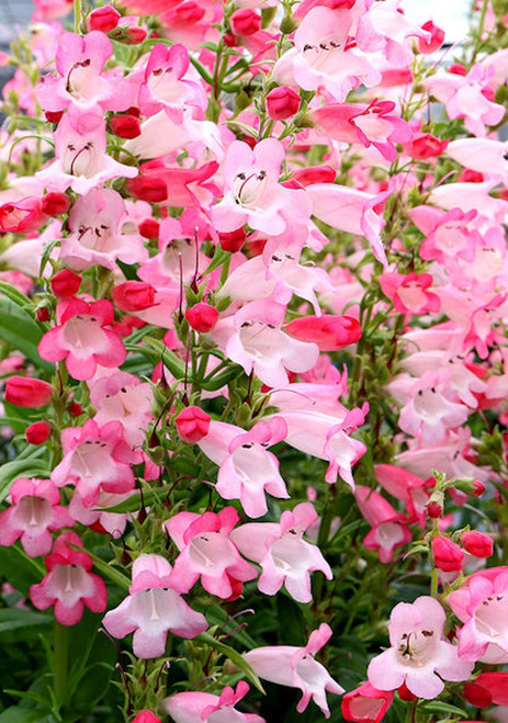 Penstemon 'Flock of Flamingos'