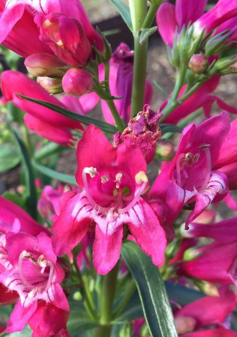 Penstemon 'Rock Candy Ruby'
