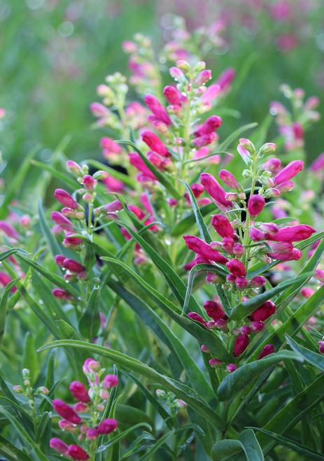 Penstemon 'Rock Candy Ruby'
