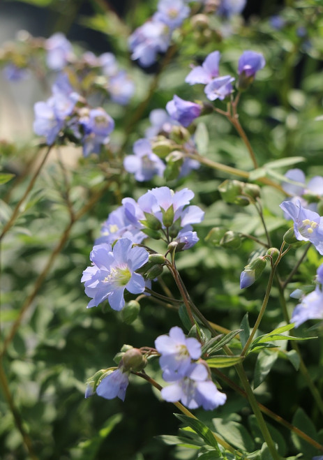 Polemonium reptans