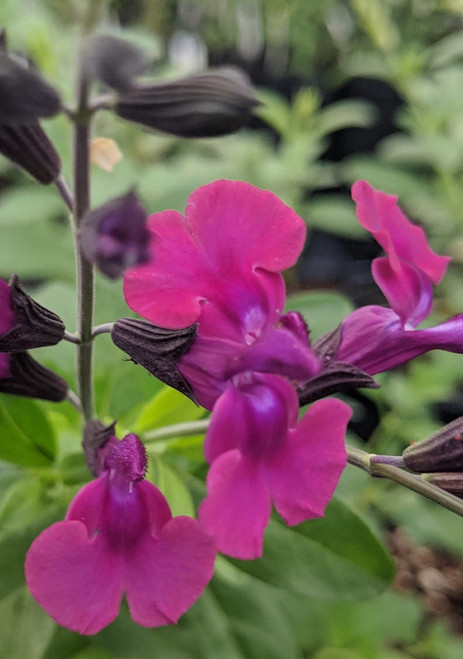 Salvia 'Diane'