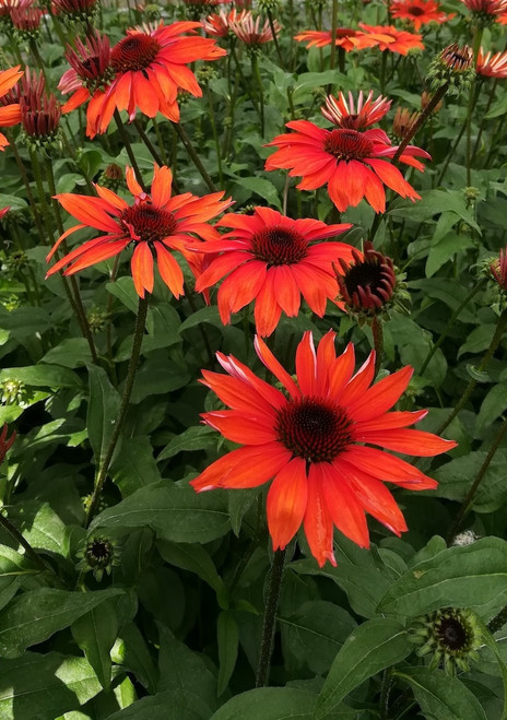 Echinacea 'Panama Red'