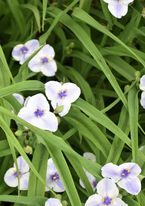 Tradescantia 'Osprey'