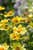 Coreopsis 'Full Moon'