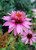 Echinacea 'Doubledecker'