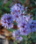 Aster laevis