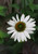 Echinacea purpurea 'Fragrant Angel'