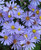 Aster 'Bluebird'