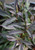 Aster 'Lady in Black'