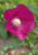 Callirhoe bushii
