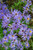 Aster 'Twilight'