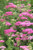 Achillea 'Pink Grapefruit'