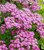 Achillea 'Pink Grapefruit'
