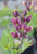 Baptisia 'Burgundy Blast'