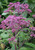 Eupatorium 'Gateway'