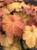 Heuchera 'Mega Caramel'