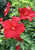 Hibiscus 'Lord Baltimore'