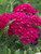 Achillea millefolium 'Pomegranate'