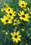Coreopsis tripteris