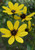 Coreopsis tripteris