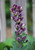 Baptisia 'Grape Escape'