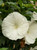 Hibiscus 'Marshmallow Moon'